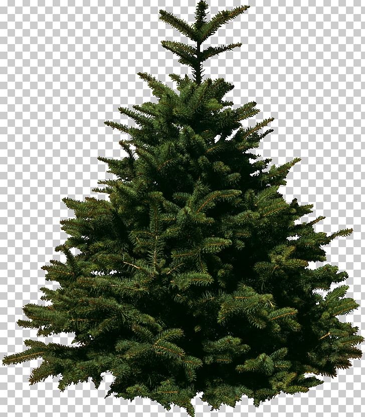 Christmas Tree Christmas Day Pine Fir PNG, Clipart, Biome, Branch, Christma, Christmas Decoration, Christmas Tree Free PNG Download
