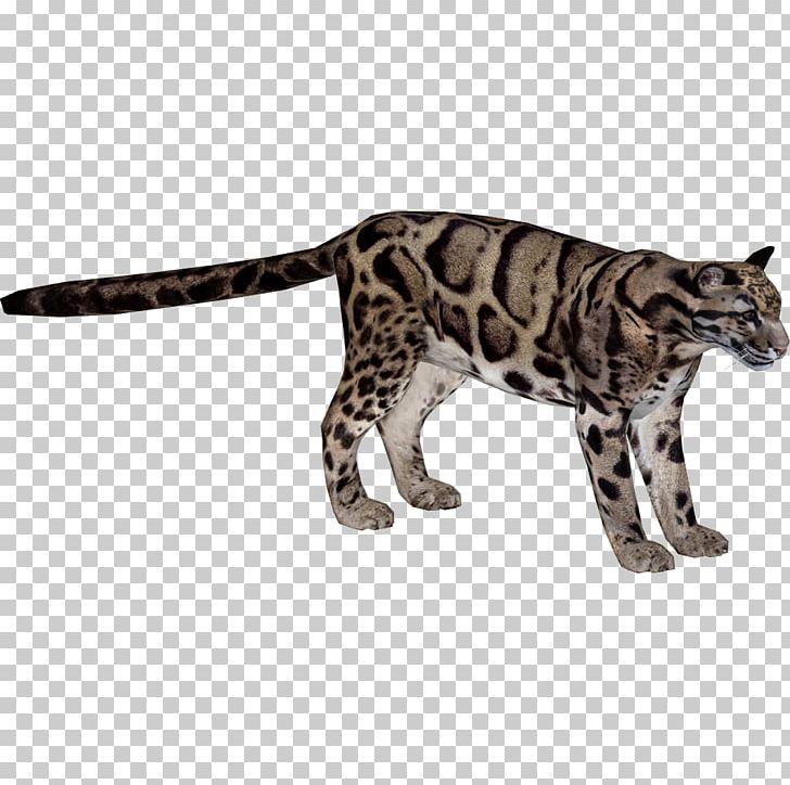 indian clouded leopard