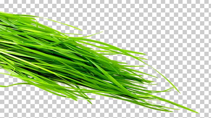 Wheatgrass Common Wheat Leaf Vegetable Herb Sodium Bicarbonate PNG, Clipart, Bicarbonate, Commodity, Common Wheat, Grass, Grasses Free PNG Download