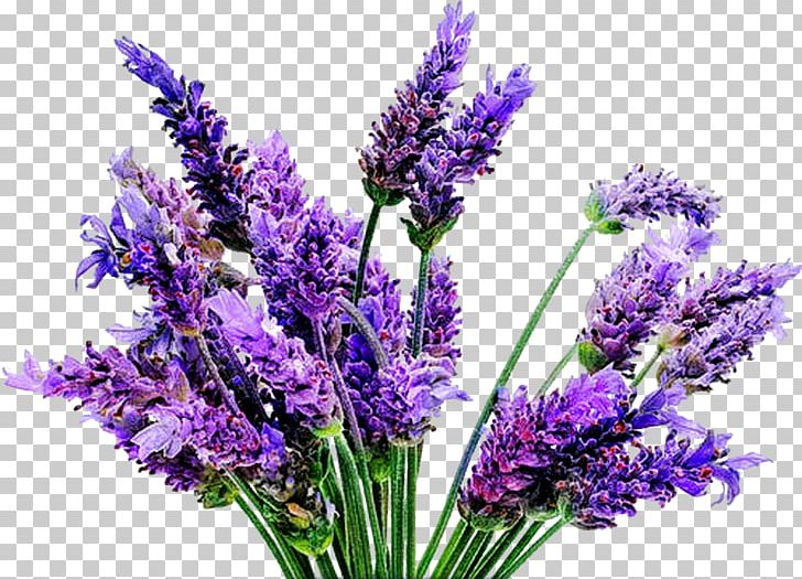 English Lavender Plant Flower Lavender Oil PNG, Clipart, Cut Flowers, Essential Oil, Flowering Plant, Flowers, Food Drinks Free PNG Download