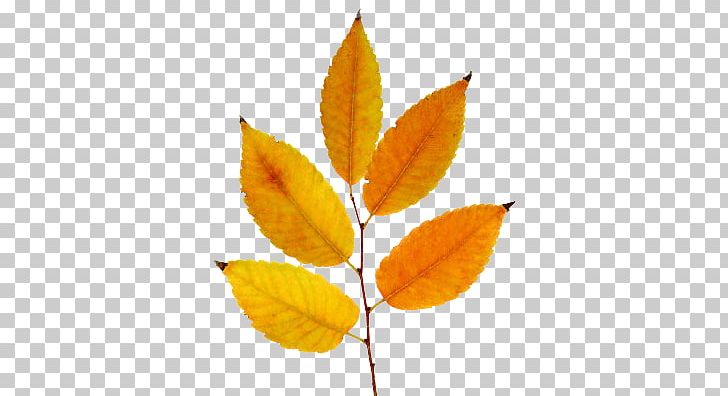 Leaf Deciduous PNG, Clipart, Autumn, Autumn Tree, Branch, Deciduous, Leaf Free PNG Download