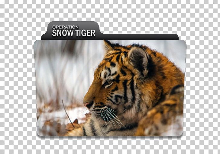Tiger Computer Icons Whiskers Cat PNG, Clipart, Big Cat, Big Cats, Carnivoran, Cat, Cat Like Mammal Free PNG Download