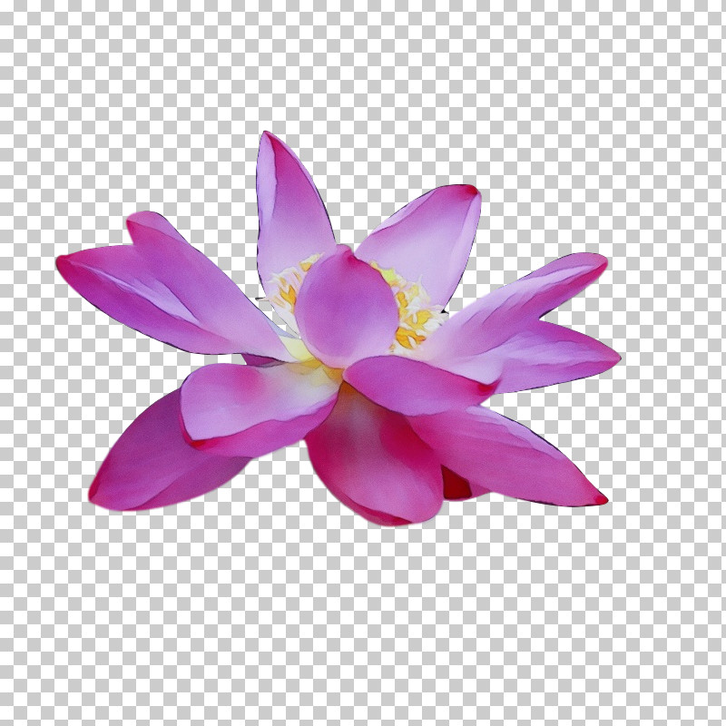 Sacred Lotus Magenta Telekom Lotus-m PNG, Clipart, Lotusm, Magenta Telekom, Paint, Sacred Lotus, Watercolor Free PNG Download