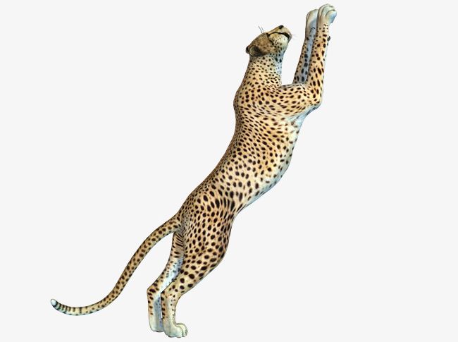 Free Cheetah Pull Swoop PNG, Clipart, African, African Leopard, Animal, Animals, Cheetah Clipart Free PNG Download
