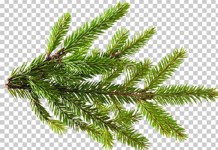 Pinus Contorta Branch Conifer Cone Tree Stock Photography PNG, Clipart, Biome, Branch, Christmas Tree, Conifer, Conifer Cone Free PNG Download