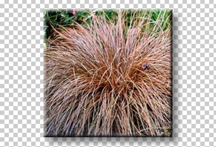 Sedges Buchanan's Sedge Carex Tricolor Grass Carex Comans PNG, Clipart,  Free PNG Download