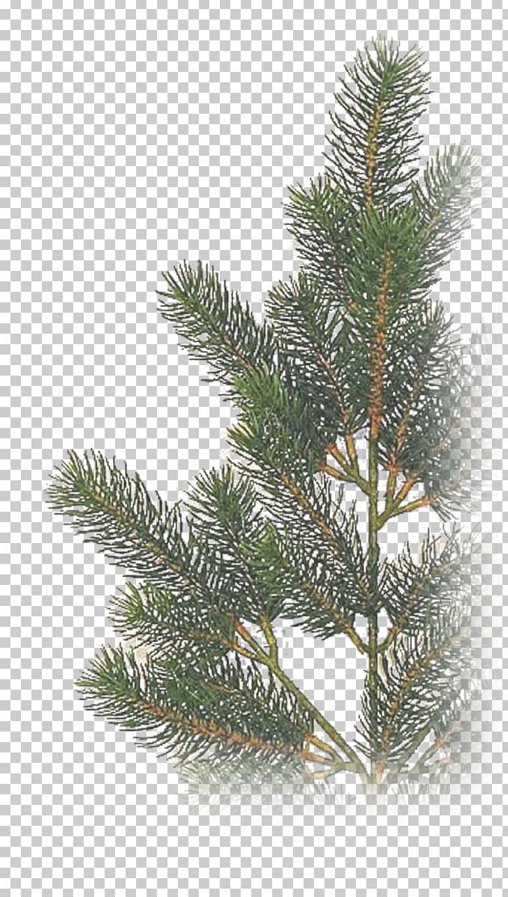 Spruce Fir Christmas Tree Portable Network Graphics PNG, Clipart, Branch, Christmas Day, Christmas Ornament, Christmas Tree, Conifer Free PNG Download