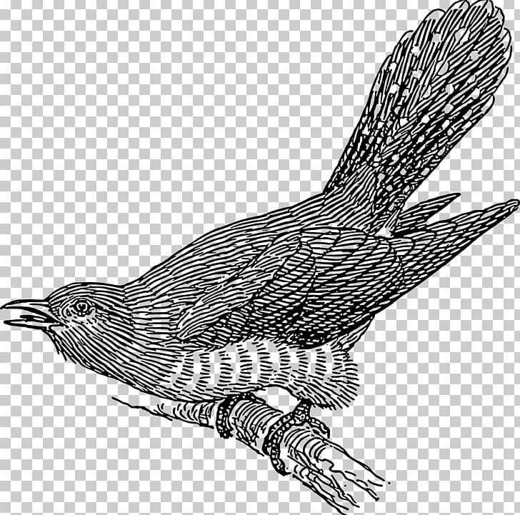 Common Cuckoo PNG, Clipart, Art, Beak, Bird, Bird Of Prey, Black And White Free PNG Download