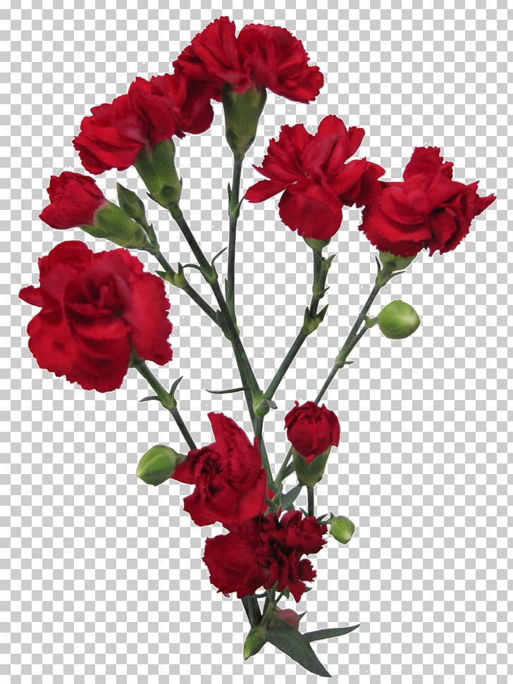 Garden Roses Carnation Cut Flowers Flower Bouquet PNG, Clipart, Annual Plant, Artificial Flower, Carnation, Clove, Cut Flowers Free PNG Download