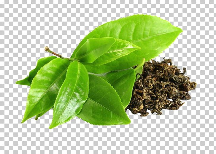 Green Tea Camellia Sinensis Epigallocatechin Gallate PNG, Clipart, Antioxidant, Basil, Caffeine, Catechin, Drink Free PNG Download