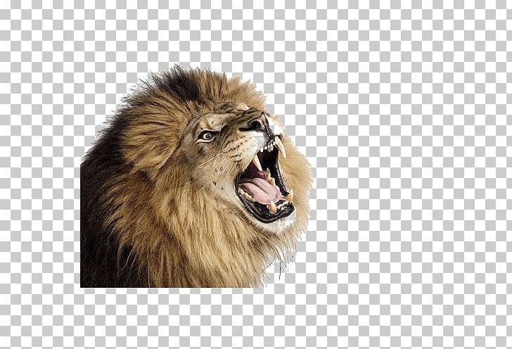 Lion Cougar Cat PNG, Clipart, Animal, Animals, Big Cat, Big Cats, Carnivoran Free PNG Download