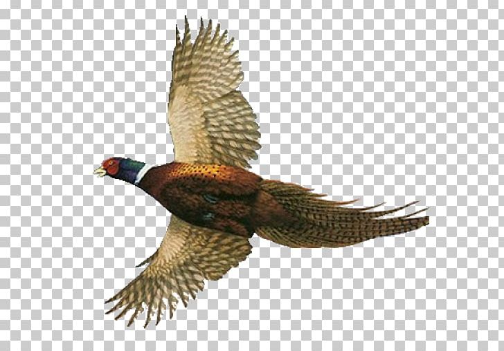 Pheasant Hawk Feather PNG, Clipart, Beak, Bird, Buzzard, Eagle, Falcon Free PNG Download