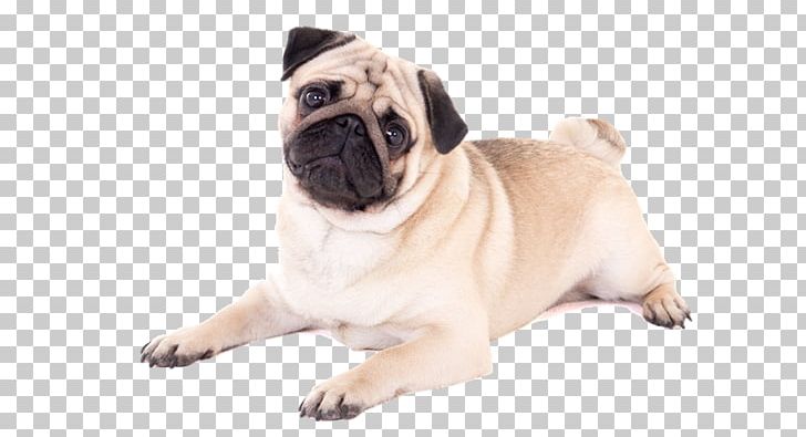 Pug Puppy Boxer Pet Sitting PNG, Clipart, Animals, Boxer, Carnivoran, Companion Dog, Dog Free PNG Download