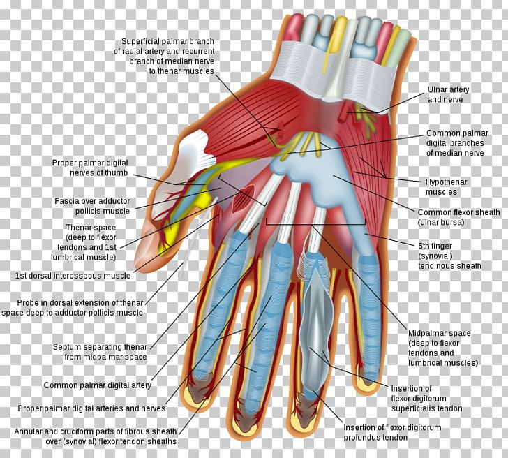 Wrist Hand Carpal Bones Human Body Finger PNG, Clipart, Anatomy, Carpal Bones, Carpal Tunnel, Finger, Glove Free PNG Download