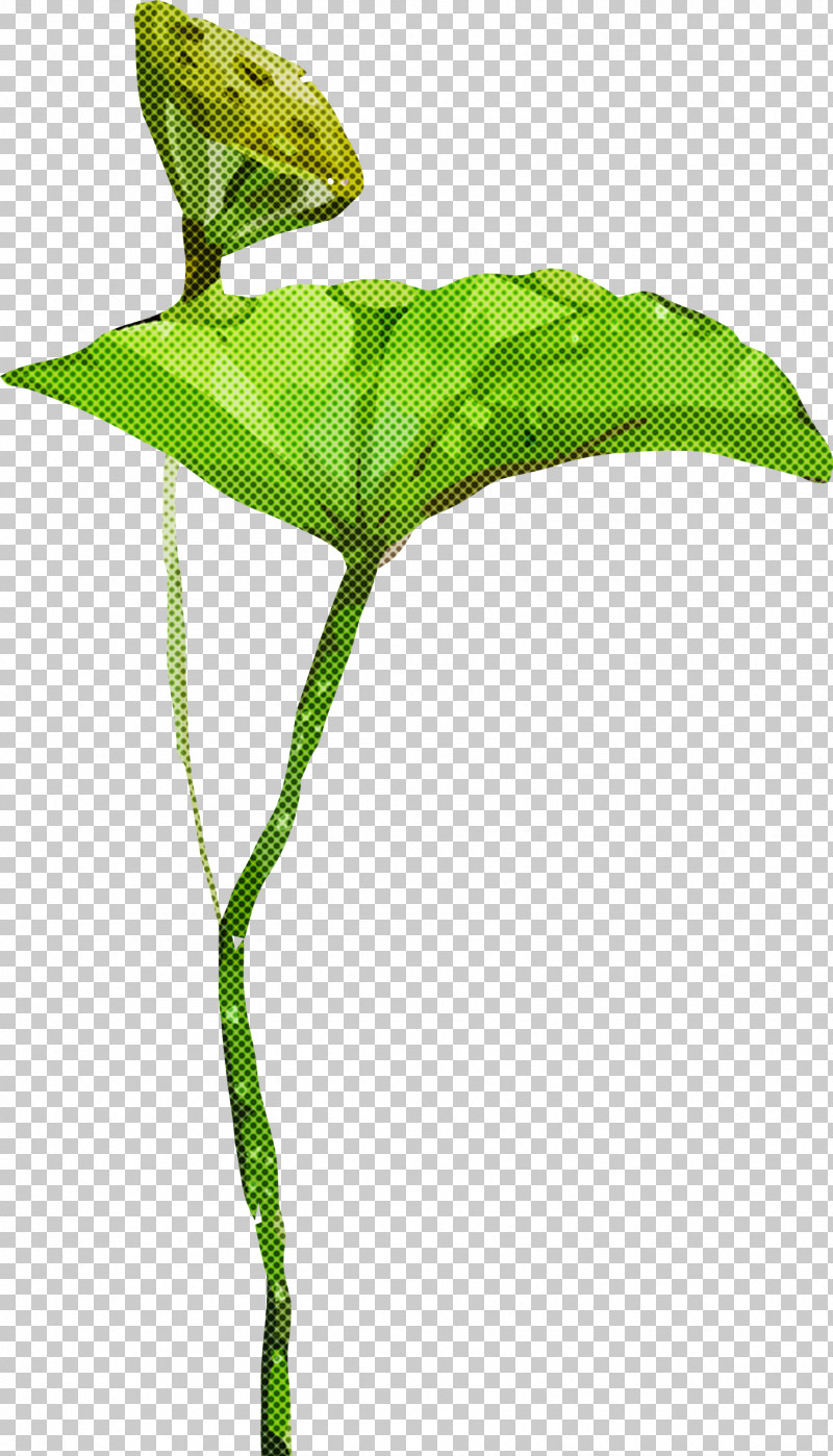 Jack-in-the-pulpit Leaf Flower Green Plant PNG, Clipart, Alismatales, Anthurium, Arum, Arum Family, Flower Free PNG Download