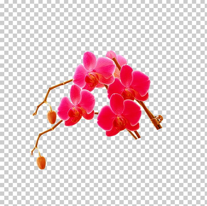 Computer File PNG, Clipart, Background, Blossom, Branch, Decorative, Decorative Background Free PNG Download