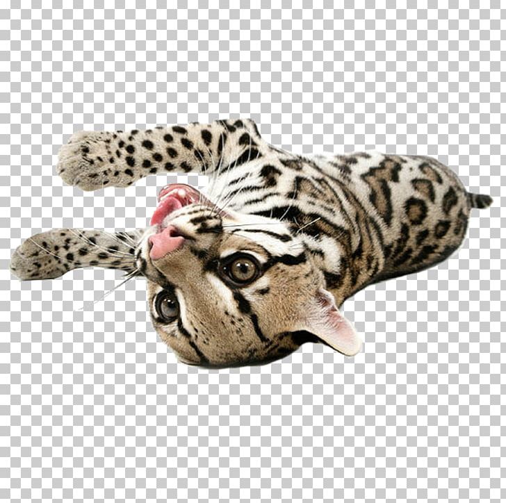 Bengal Cat Ocelot Lion Leopard Big Cat PNG, Clipart, Animal, Animals, Bengal Tiger, Big Cats, Carnivoran Free PNG Download