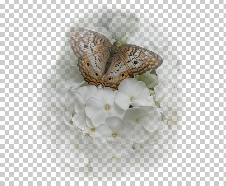 Butterfly Silkworm Flower Moth Inachis Io PNG, Clipart, Bombycidae, Butterflies And Moths, Butterfly, Flower, Flower Bunches Free PNG Download
