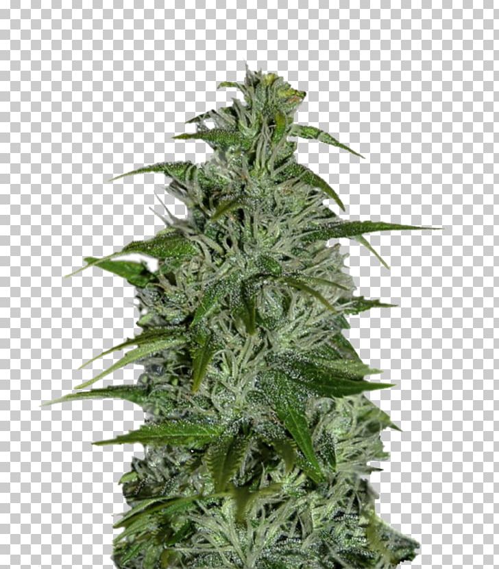 Cannabis Marijuana Seed Момент Cultivar PNG, Clipart, Cannabis, Cultivar, Dutch, Dutch Passion, Dutch People Free PNG Download