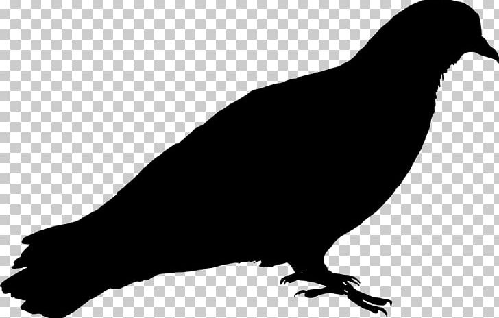 Columbidae Bird Silhouette Racing Homer PNG, Clipart, Animals, Beak, Bird, Black And White, Columbidae Free PNG Download