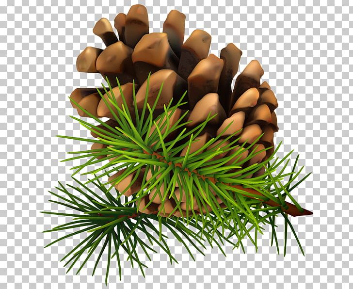 Pine Cone PNG, Clipart, Pine Cone Free PNG Download