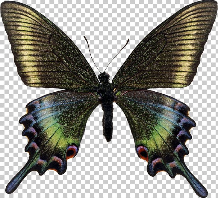 Swallowtail Butterfly Papilio Maackii Papilio Bianor Insect PNG, Clipart, Arthropod, Bombycidae, Brush Footed Butterfly, Insects, Lycaenid Free PNG Download