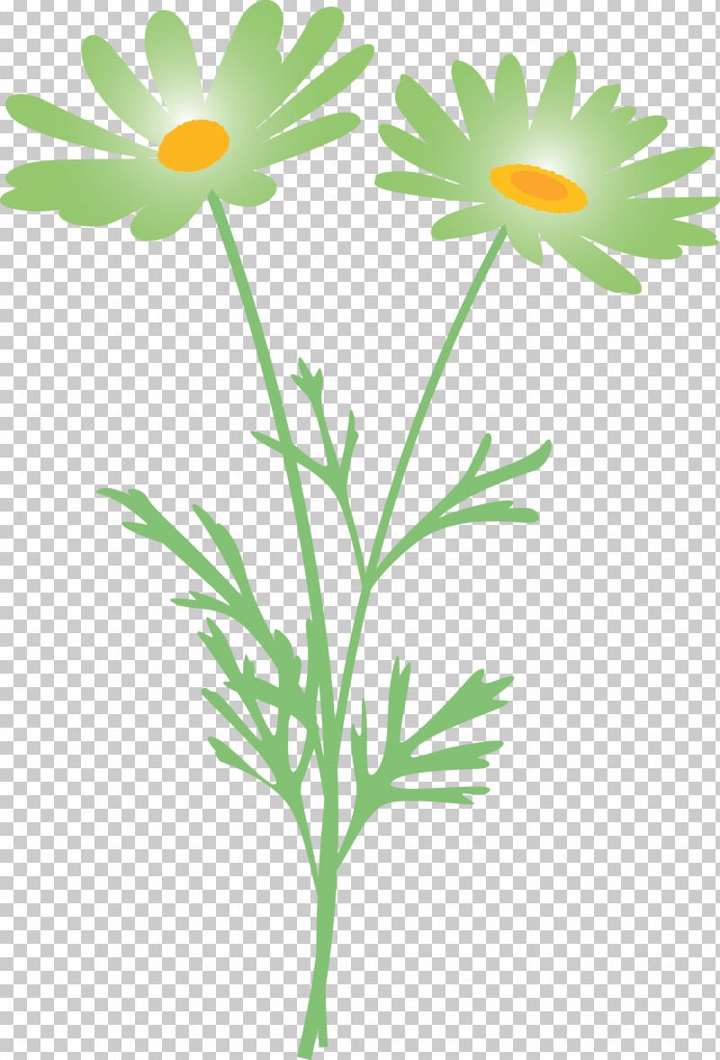 Marguerite Flower Spring Flower PNG, Clipart, Camomile, Chamaemelum Nobile, Chamomile, Daisy, Daisy Family Free PNG Download