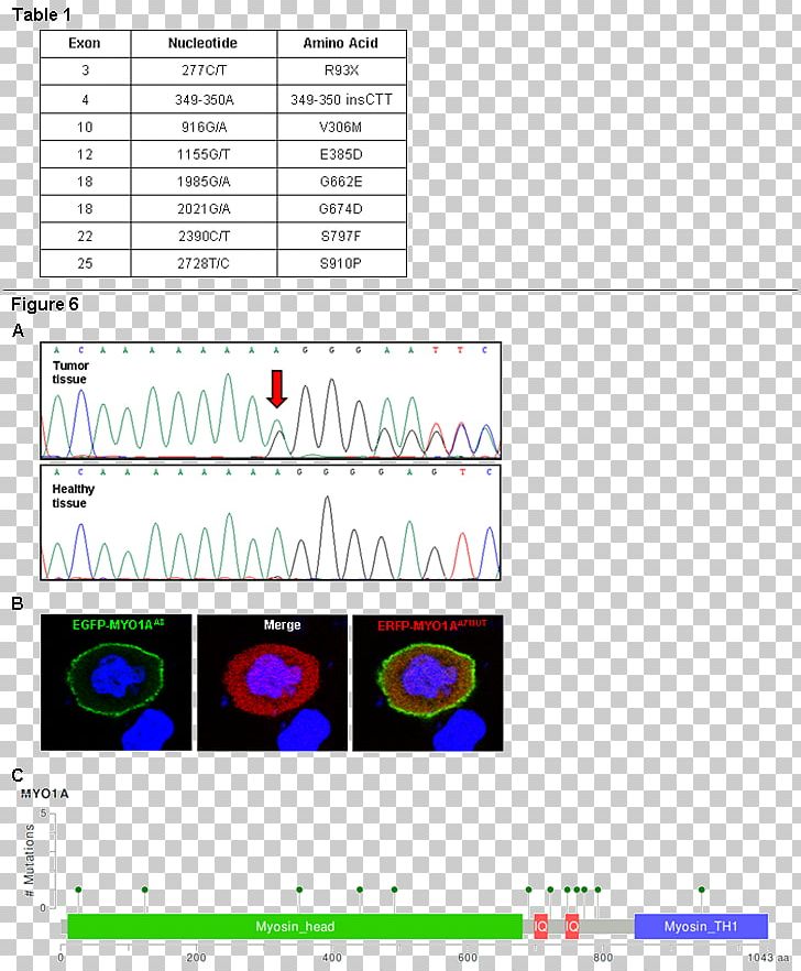 MYO1A Frameshift Mutation Myosin Gene PNG, Clipart, Angle, Area, Biology, Diagram, Dna Free PNG Download