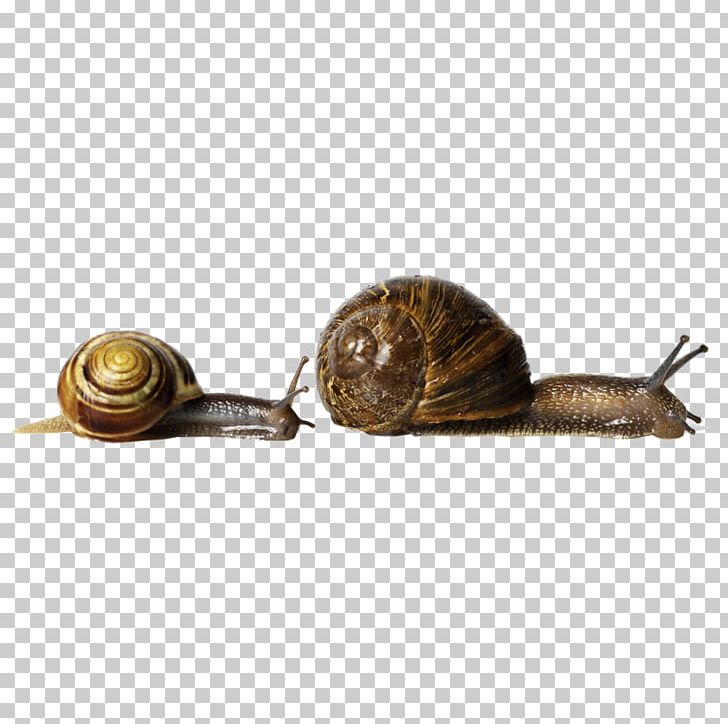 Snail Racing Orthogastropoda Stock Photography Land Snail PNG, Clipart, Alamy, Animal, Animals, Creative, Download Free PNG Download