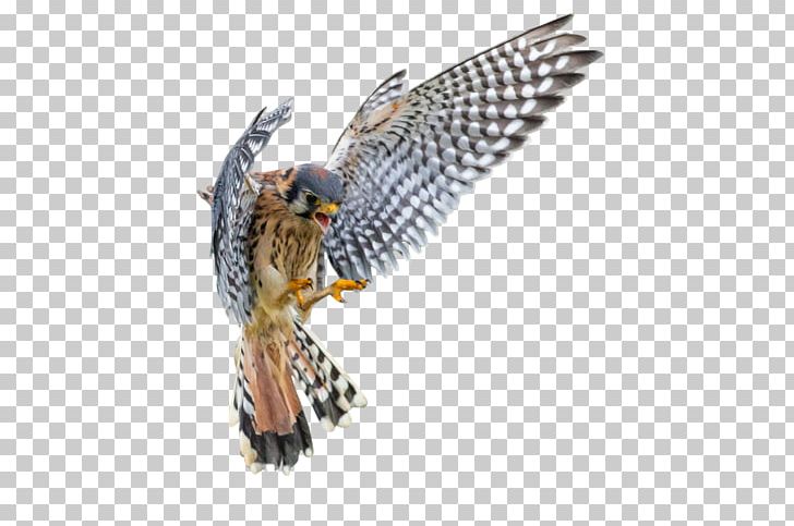 Vertebrate American Kestrel Bird Falcon PNG, Clipart, American Kestrel, Beak, Bird, Bird Of Prey, Common Kestrel Free PNG Download