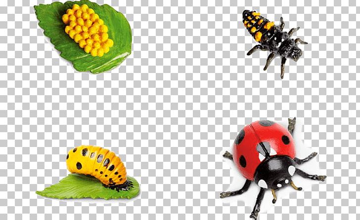 Western Honey Bee Beetle Butterfly Honey Bee Life Cycle PNG, Clipart, Animal, Arthropod, Bee, Beetle, Biological Life Cycle Free PNG Download
