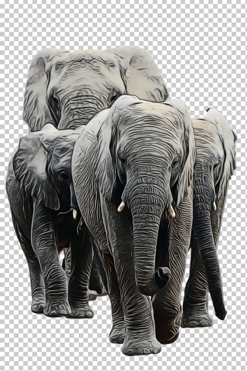 Indian Elephant PNG, Clipart, African Elephants, Biology, Curtiss C46 Commando, Elephant, Elephants Free PNG Download