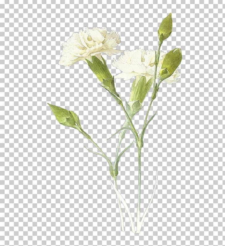 Carnation White PNG, Clipart, Annual Plant, Carnation, Cut Flowers, Digital Image, Digital Photo Frame Free PNG Download