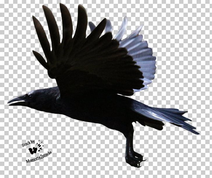 Common Raven PNG, Clipart, American Crow, Animals, Beak, Bird, Black And White Free PNG Download