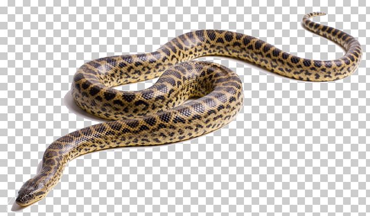 Green Anaconda Snake Yellow Anaconda PNG, Clipart, Anaconda, Animals, Boa Constrictor, Boas, Clip Art Free PNG Download