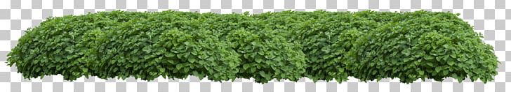 Hedge Ornamental Plant Stock Photography PNG, Clipart, Fence, Fotolia, Free Tree, Fresh, Grass Free PNG Download