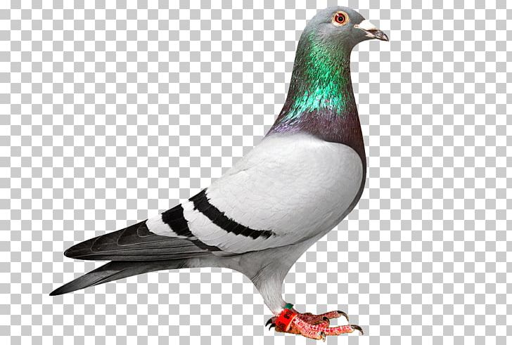Homing Pigeon Racing Homer Columbidae Bird Pigeon Racing PNG, Clipart, Animals, Beak, Bird, Breed, Columbidae Free PNG Download