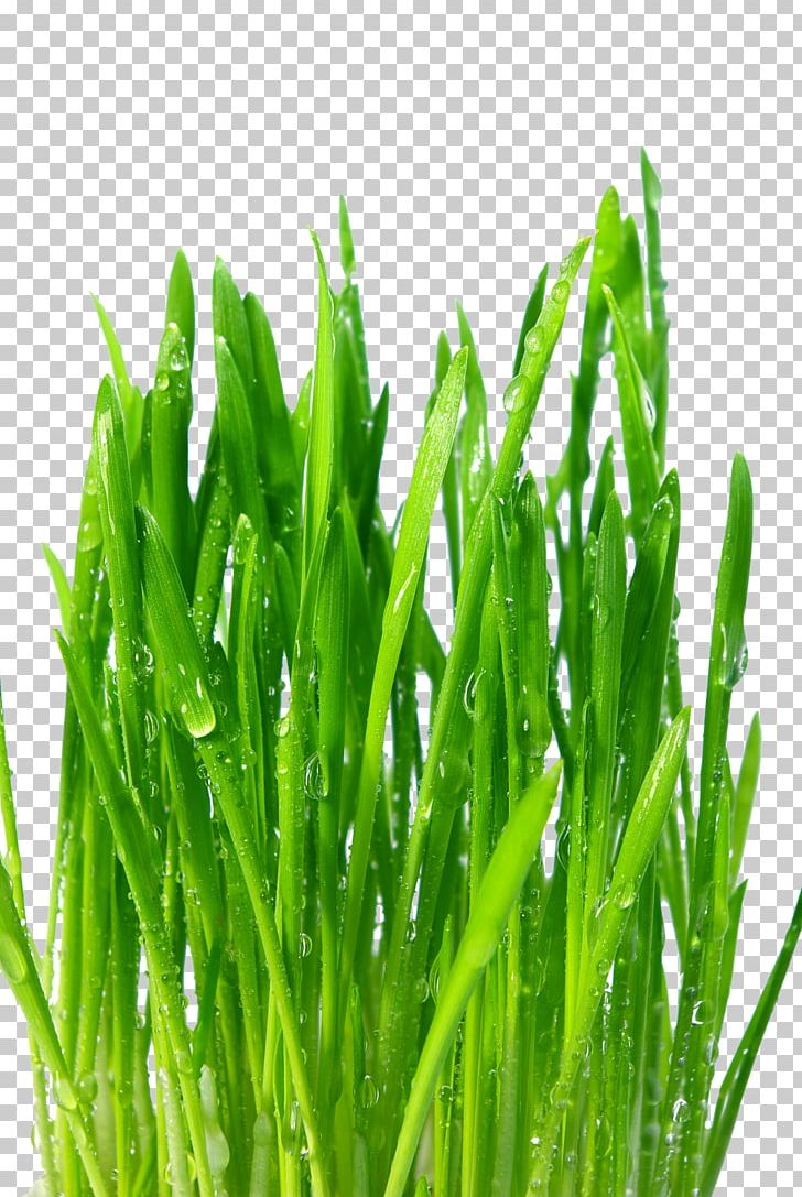 Nutrient Common Wheat Dietary Supplement Wheatgrass Plant PNG, Clipart, Barley, Chlorophyll, Commodity, Common Wheat, Diet Free PNG Download