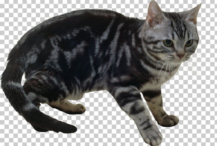 American Shorthair Manx Cat Kurilian Bobtail American Bobtail California Spangled PNG, Clipart, American Shorthair, American Wirehair, Animals, Asian, Carnivoran Free PNG Download