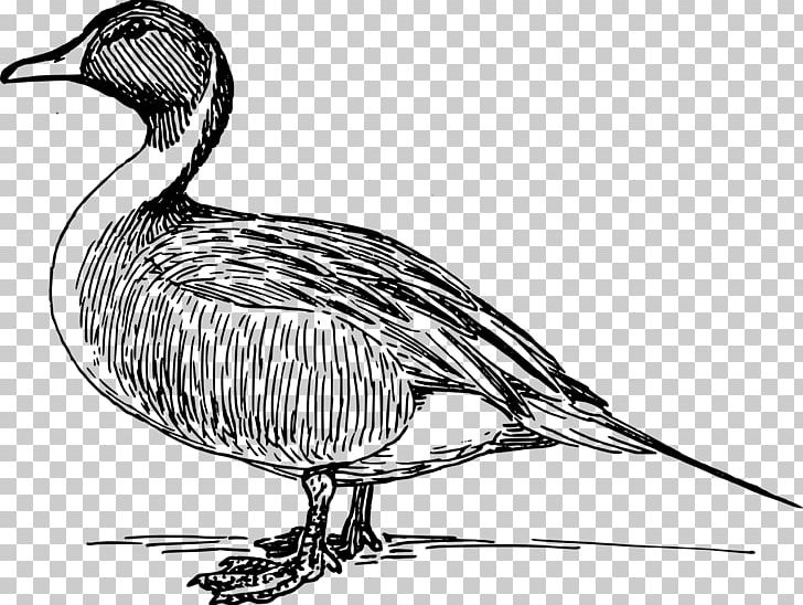 Burtle Duck Bread Paper Food PNG, Clipart, Animals, Artwork, Beak, Bird, Black And White Free PNG Download