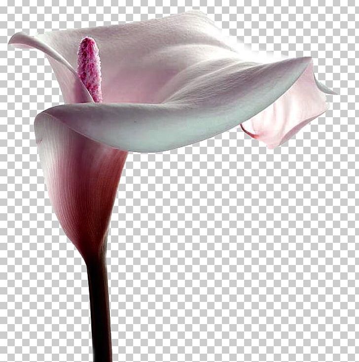 Arum Lilies Centerblog Flower Magnolia PNG, Clipart, Arum, Arum Lilies, Blog, Centerblog, Flavor Free PNG Download