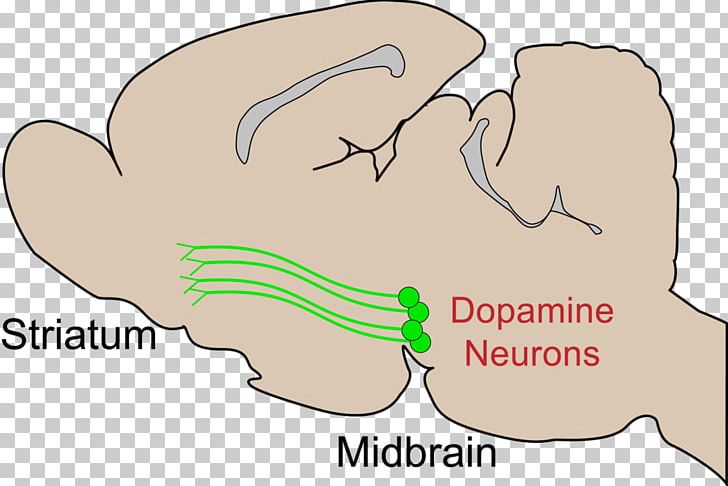 Dopaminergic Cell Groups Striatum Midbrain Dopaminergic Pathways PNG, Clipart, Angle, Area, Arm, Basal Ganglia, Brain Free PNG Download