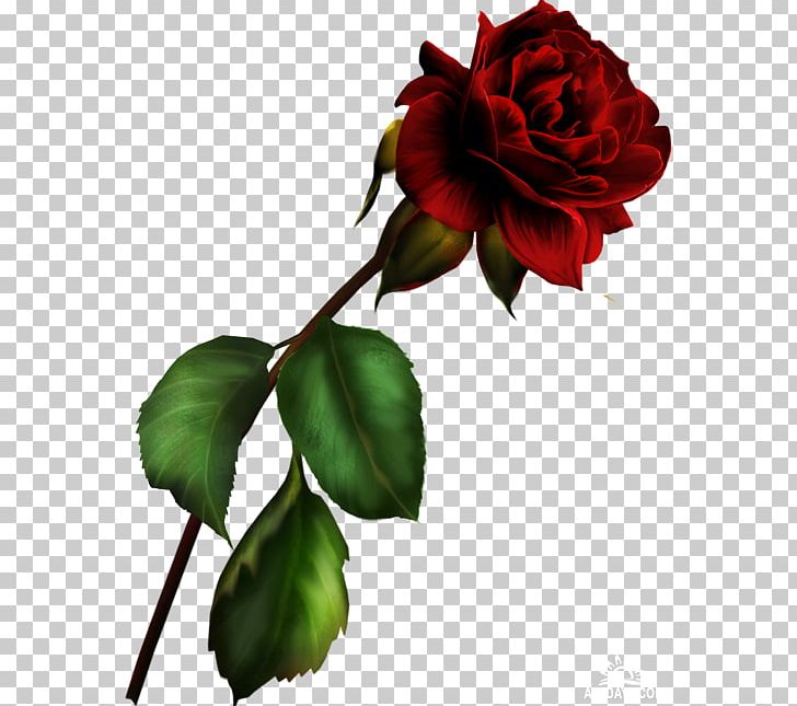 Garden Roses Blue Rose Rosa Gallica PNG, Clipart, Blue Rose, Bud, Burgundy Flower, Centifolia Roses, China Rose Free PNG Download