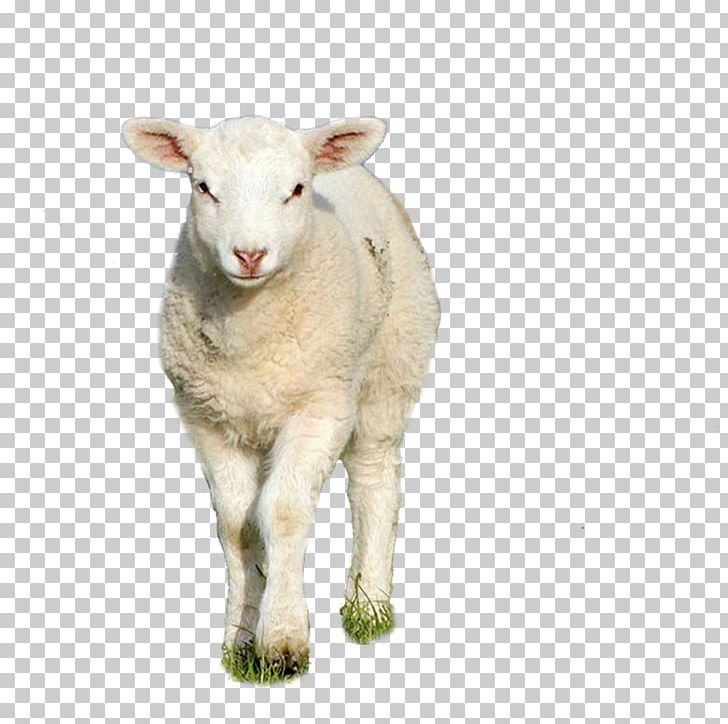 Sheep Goat PNG, Clipart, Animal, Animals, Cattle, Cattle Like Mammal, Cow Goat Family Free PNG Download