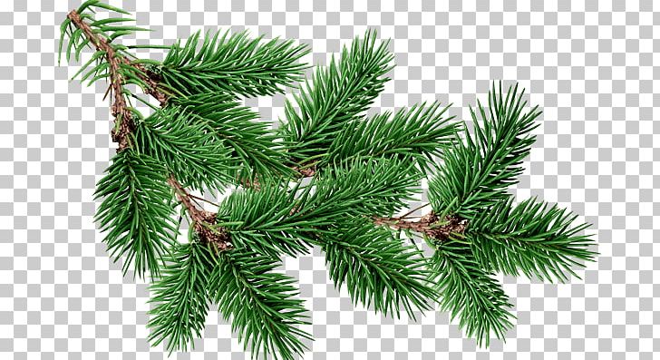 Branch Fir Tree PNG, Clipart, Nature, Trees Free PNG Download