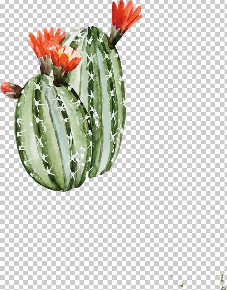 Cactaceae Watercolor Painting Illustration PNG, Clipart, Barbary Fig, Cactus, Cactus Vector, Canvas, Color Free PNG Download