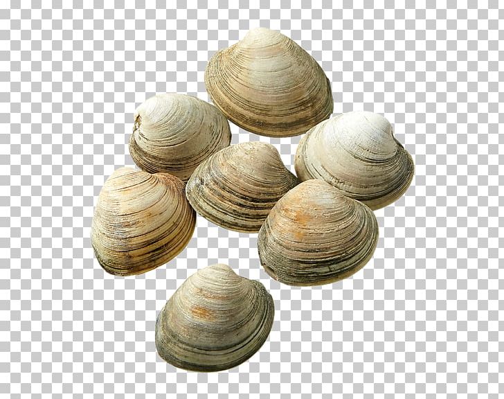 Cockle Veneroida Tellins Baltic Macoma Clam PNG, Clipart, Animal Source Foods, Baltic Clam, Clam, Clams Oysters Mussels And Scallops, Cockle Free PNG Download