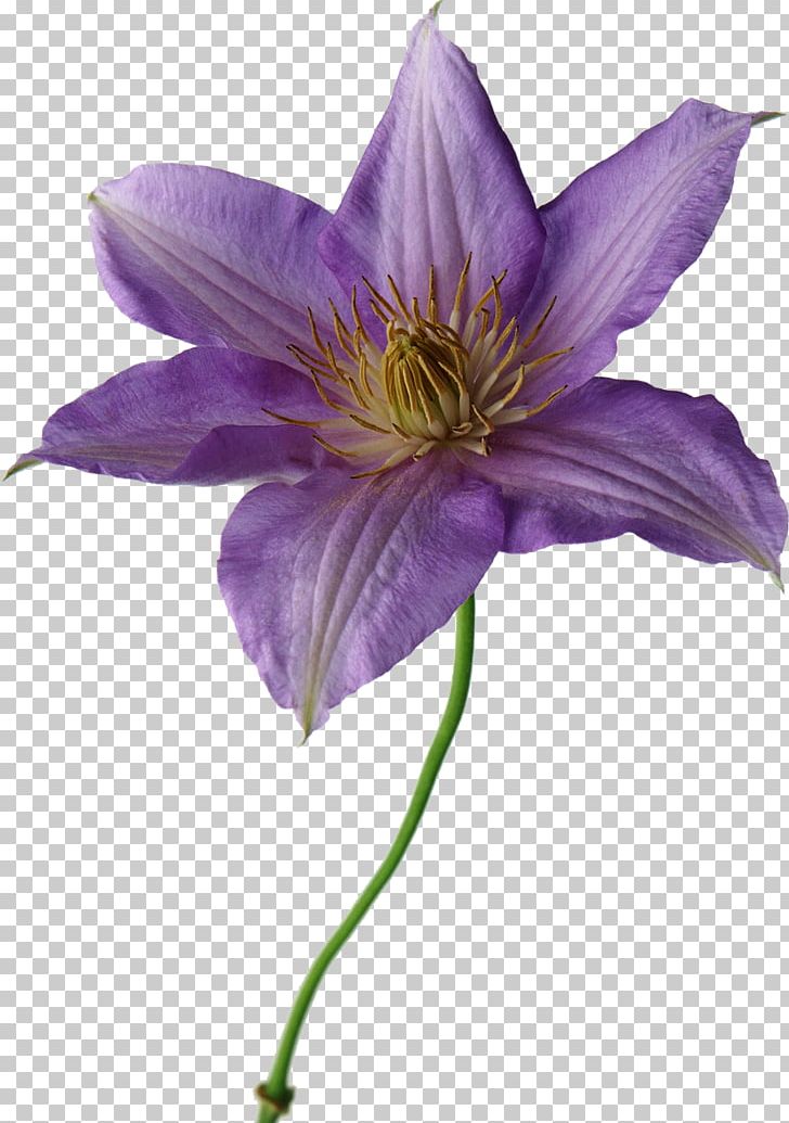 Cut Flowers Lilium Purple Yellow PNG, Clipart, Asian Virginsbower, Blue, Clematis, Color, Cut Flowers Free PNG Download
