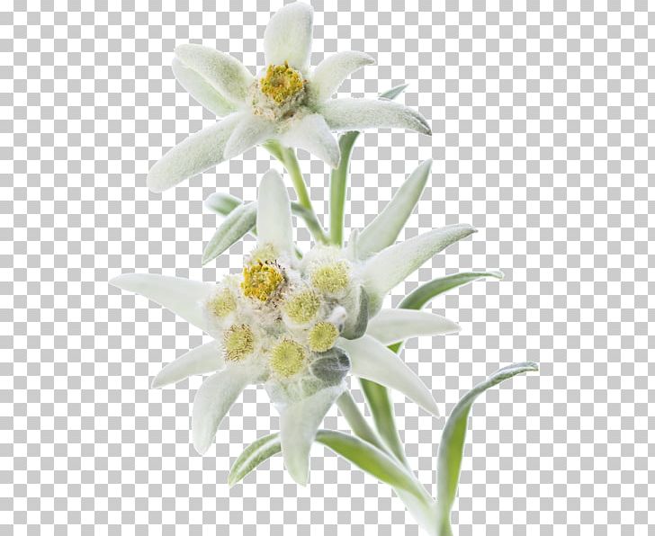 Edelweiss PNG, Clipart, Edelweiss Free PNG Download