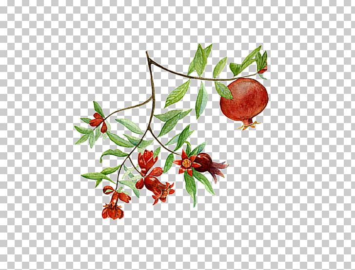Pomegranate Superfood Rose Hip PNG, Clipart, Berry, Branch, Breast, Breast Disease, Brick Free PNG Download